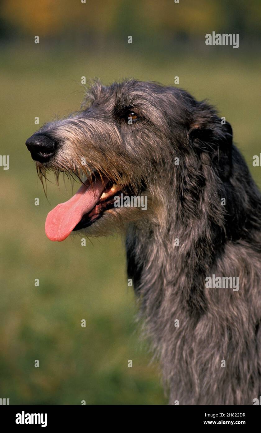 SCOTTISH DEERHOUND, PORTRÄT VON ERWACHSENEN Stockfoto