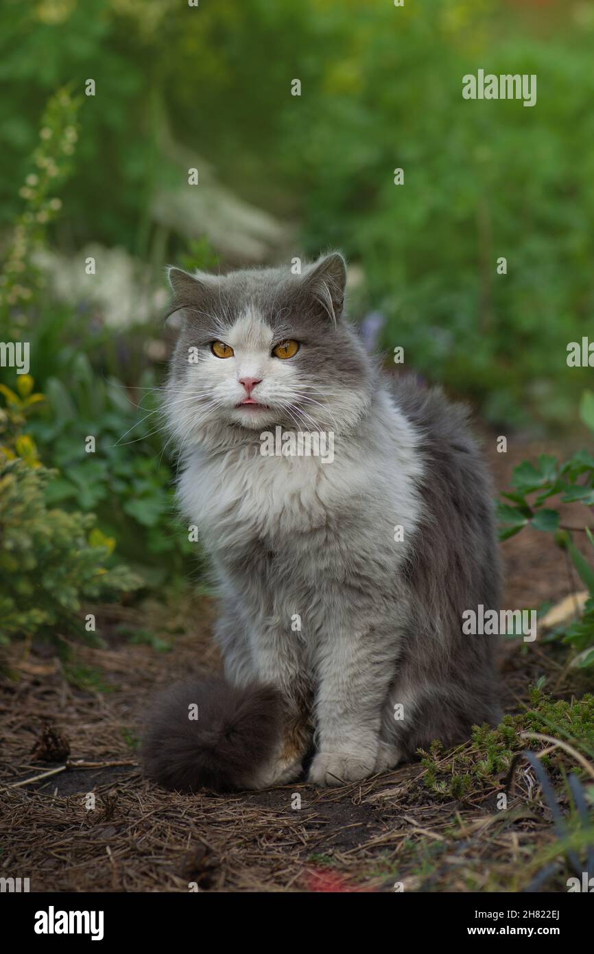 Katze lecken mit Zunge lecker. Haustiere haben die Zunge raus. Kätzchen, die in die Kamera schauen und die Zunge zeigen. Stockfoto