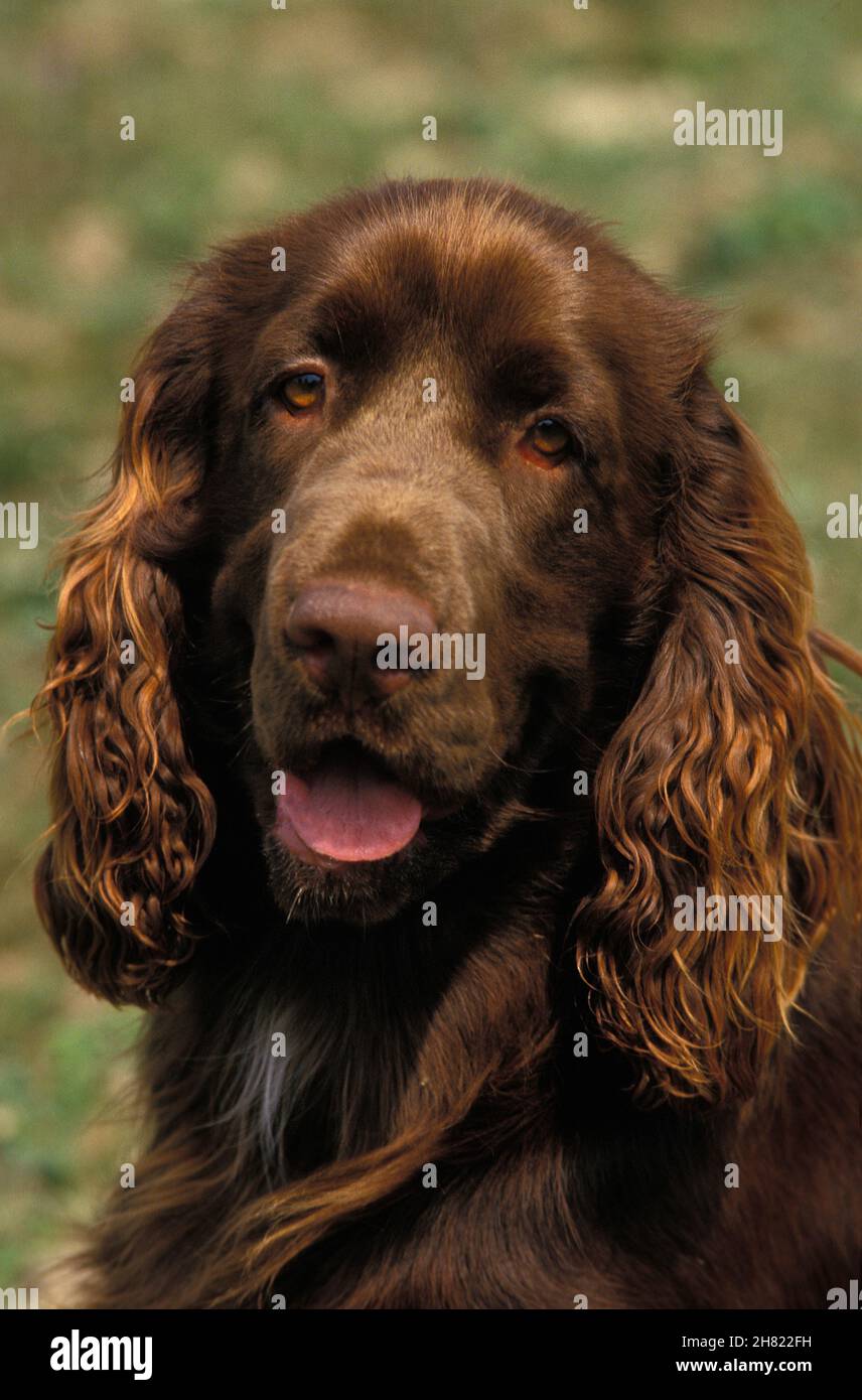 FIELD SPANIEL HUND, PORTRÄT VON ERWACHSENEN Stockfoto