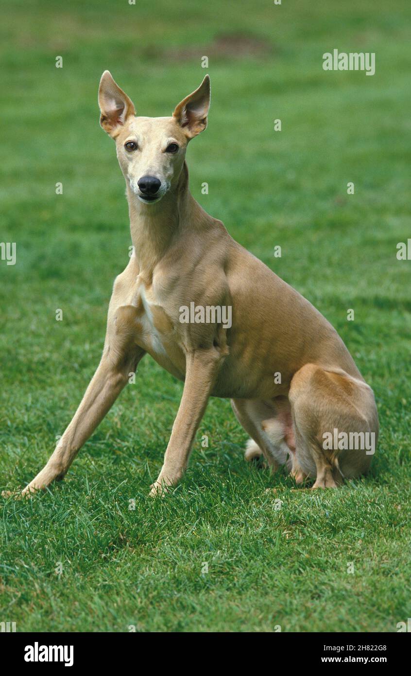 WHIPPET HUND, ERWACHSENER SITZT AUF GRAS Stockfoto
