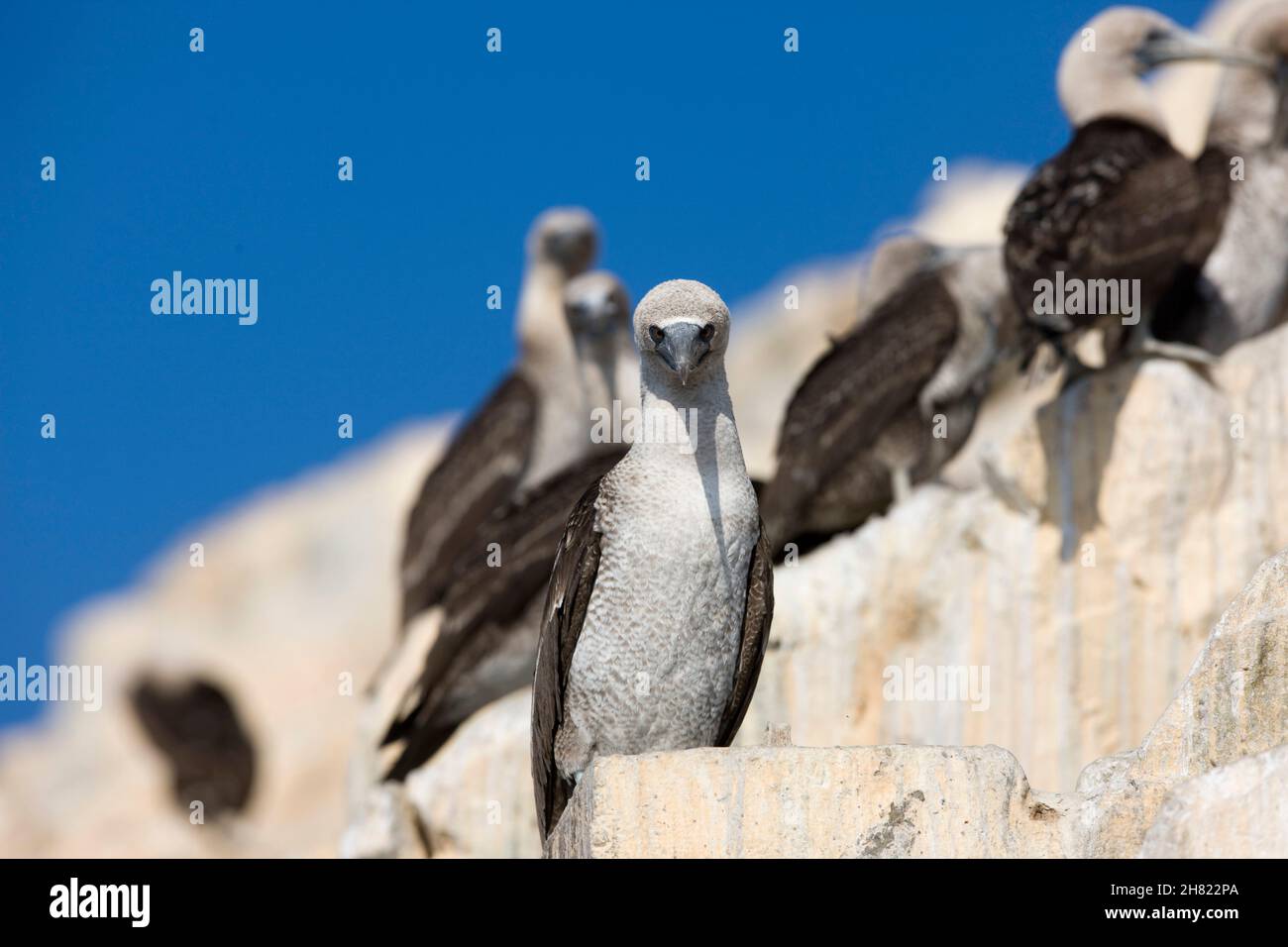 Peruanische Tölpel, Sula Variegata, Ballestas Inseln Paracas Reserve in Peru Stockfoto