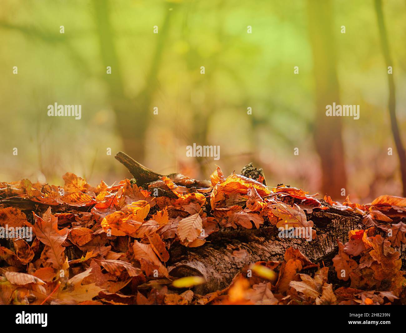 Teppich aus gefallenen Waldblättern auf dem Boden. Der Herbst hinterlässt überall auf dem Boden. Stockfoto