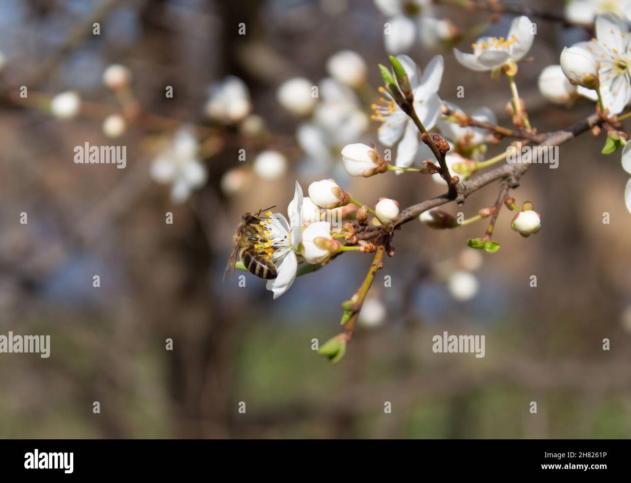 Bestäubung von blühenden Kirschbäumen. Honigbiene bestäubt Obstbäume. Bestäubersaison, selektiver Fokus. Imkerei als neue gefährlich für die Stockfoto