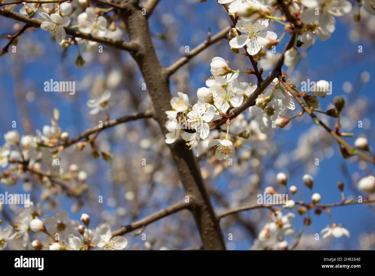 Honigbiene bestäubt Obstbäume - bestäubt blühenden Kirschbaum. Bestäubersaison, selektiver Fokus. Imkerei als neue gefährlich für die Stockfoto
