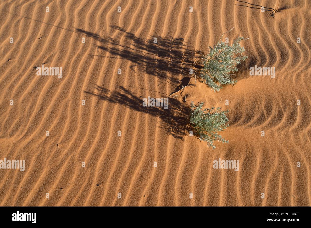 Sandkräuseln und nicht identifizierte Pflanzen im Coral Pink Sand Dunes State Park Utah Stockfoto