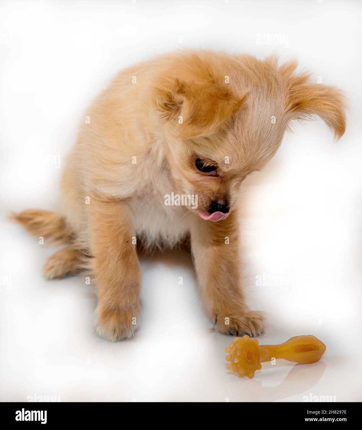 Zahn- und Beißspielzeug für Hunde Stockfoto