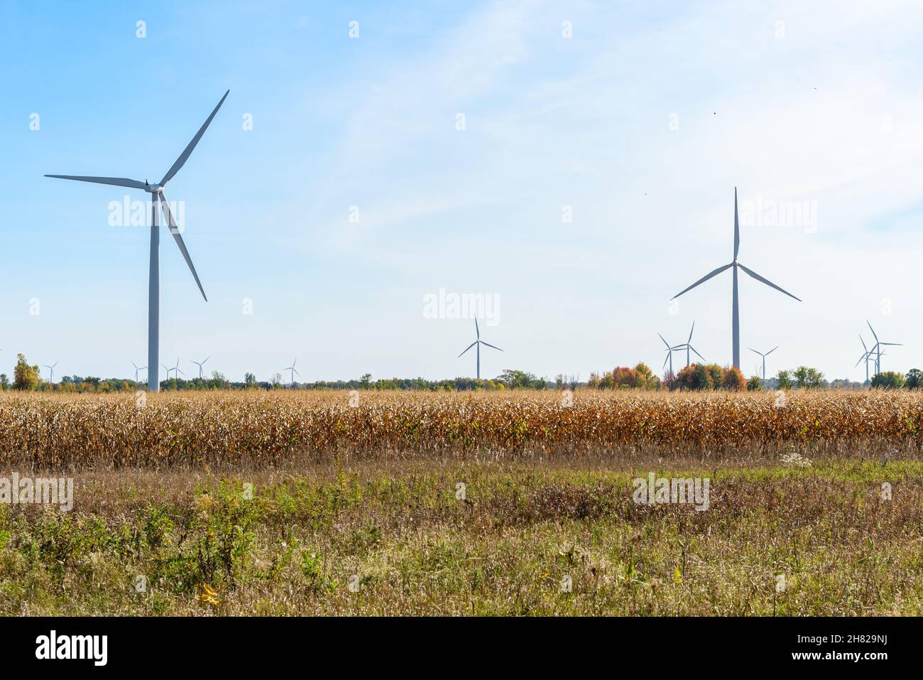 Windturbinen in einem Maisfeld an einem sonnigen Herbsttag. Konzept für erneuerbare Energien. Stockfoto