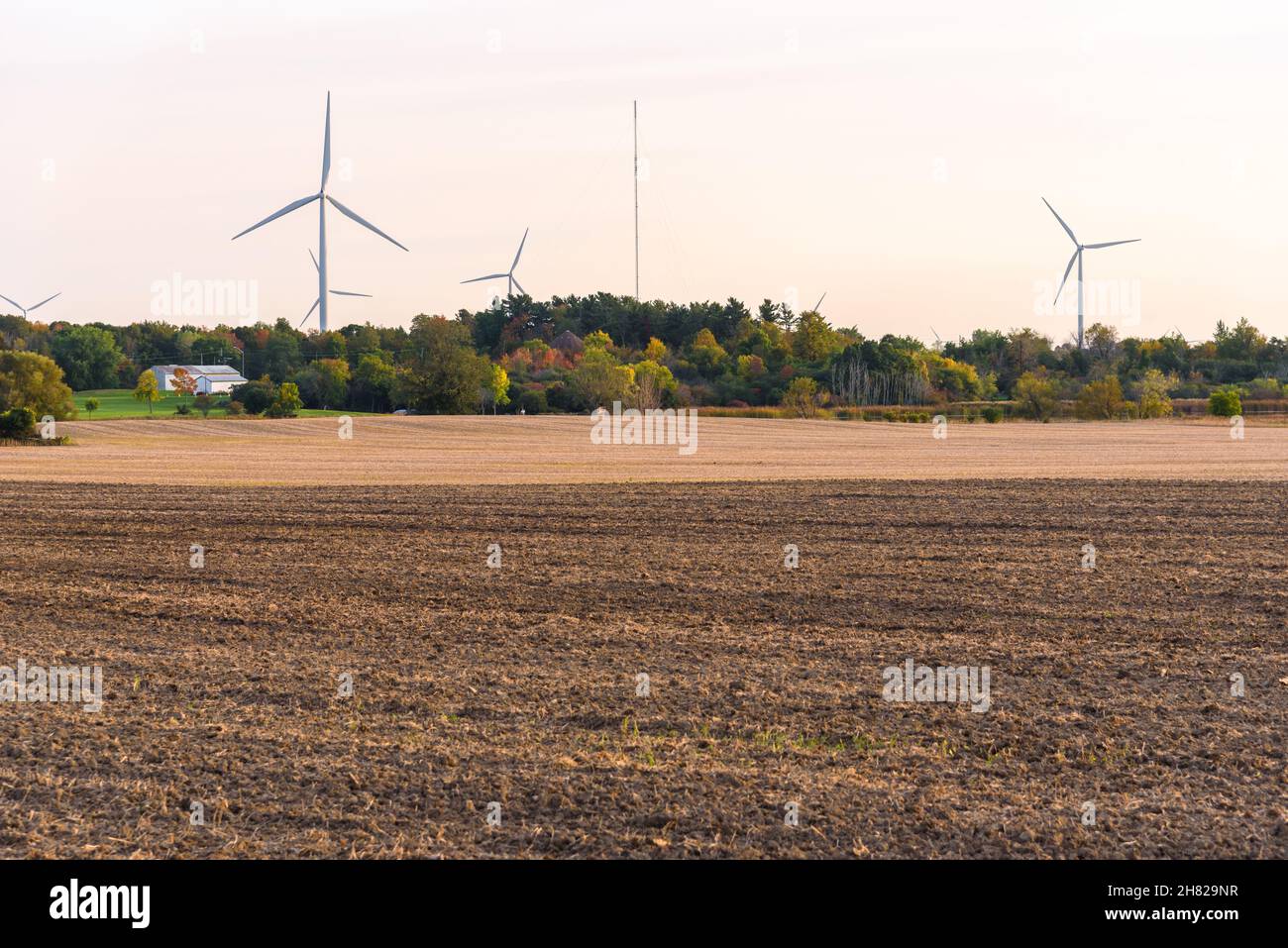 Geerntetes Feld mit Windturbinen unter Herbstbäumen im Hintergrund bei Sonnenuntergang. Windenergie-Konzept. Stockfoto