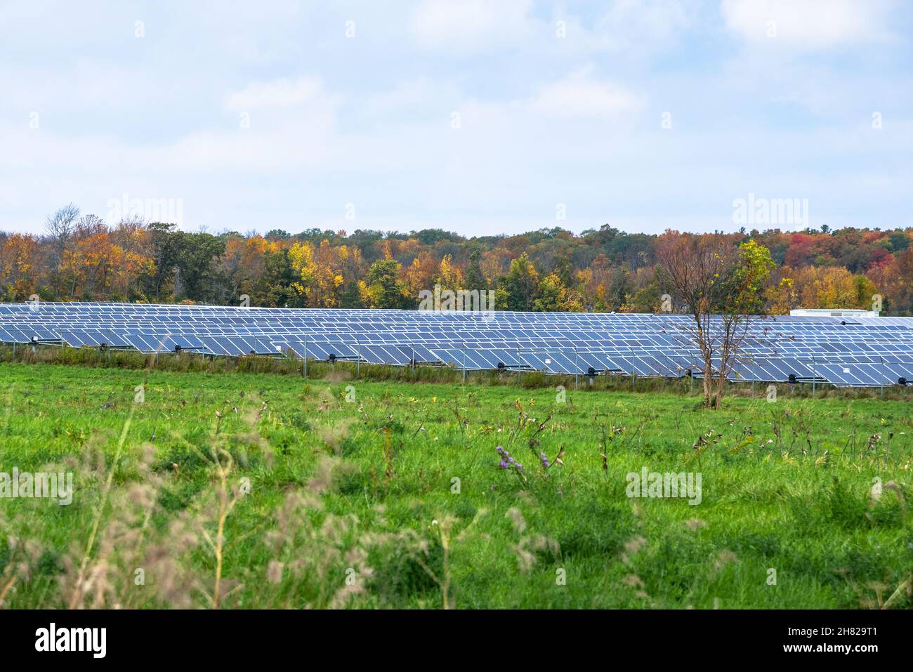 Reihen von Sonnenkollektoren auf einem Feld mit Bäumen im Hintergrund an einem bewölkten Herbsttag Stockfoto