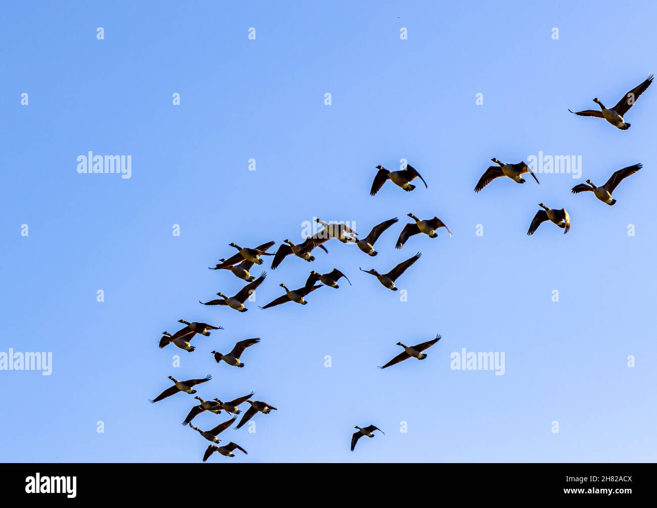 Kanadische Gänse im Flug über Sagaponack Stockfoto