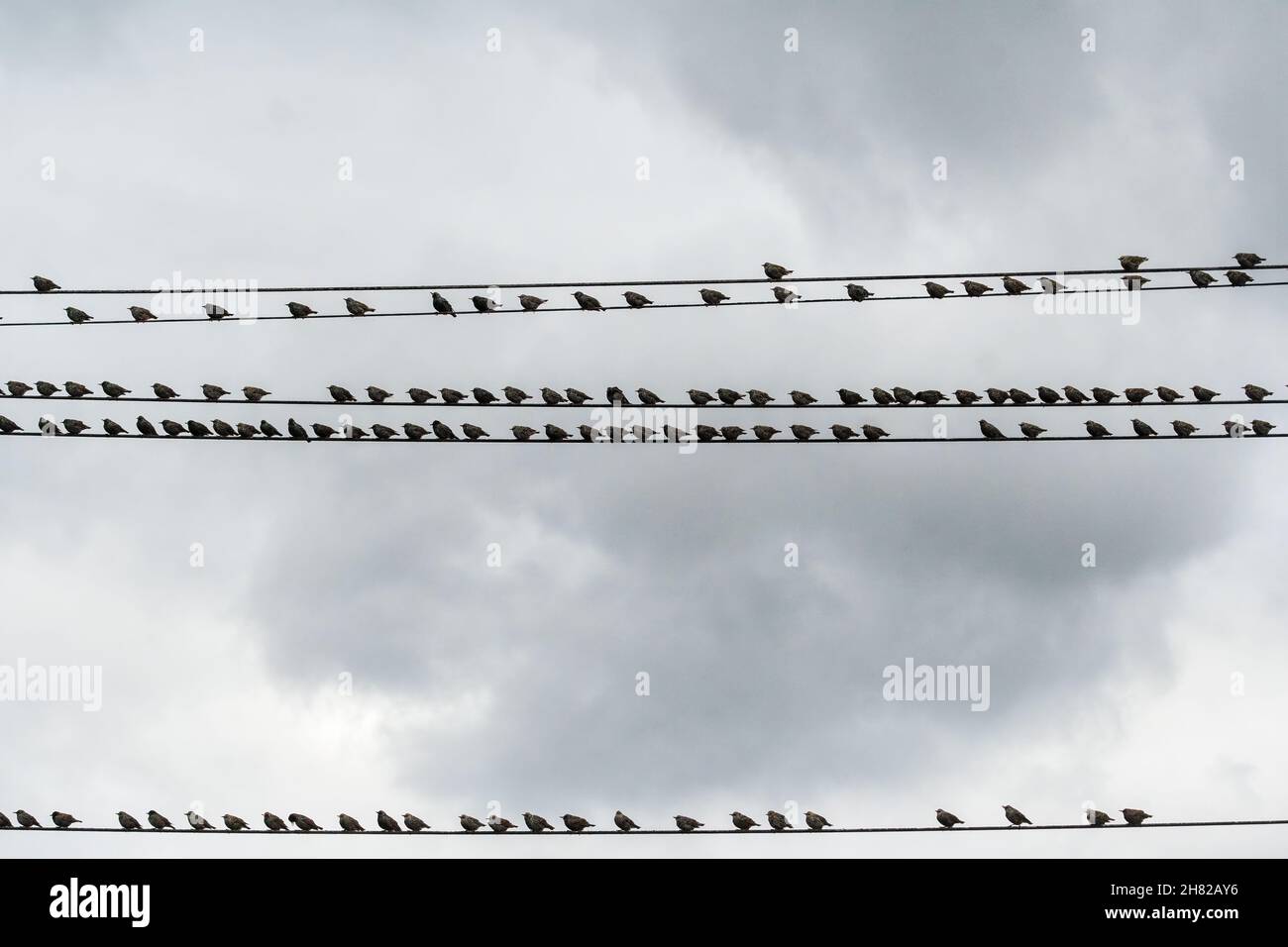 Ende November strömen europäische Stare auf Drähten Stockfoto