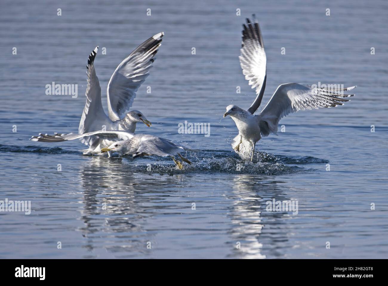 Eine Gruppe von drei Möwen kämpft in einem See in Nord-Idaho um Fische. Stockfoto