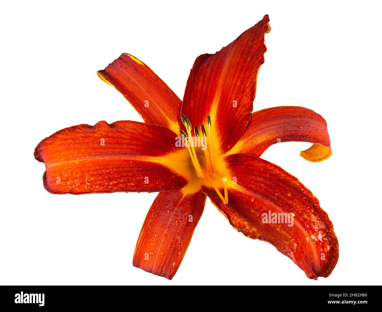 Bild einer Daylilienblüte der Rubinspinne, Hemerocallis, isoliert auf weißem Hintergrund. Stockfoto