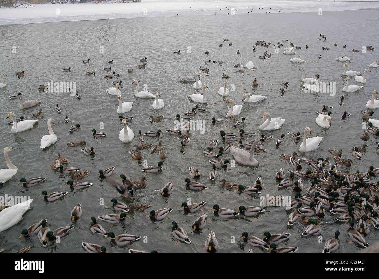Viele Schwäne und andere Vögel ruhen in einem von Schnee und Eis umgebenen See in einer Winterlandschaft Stockfoto