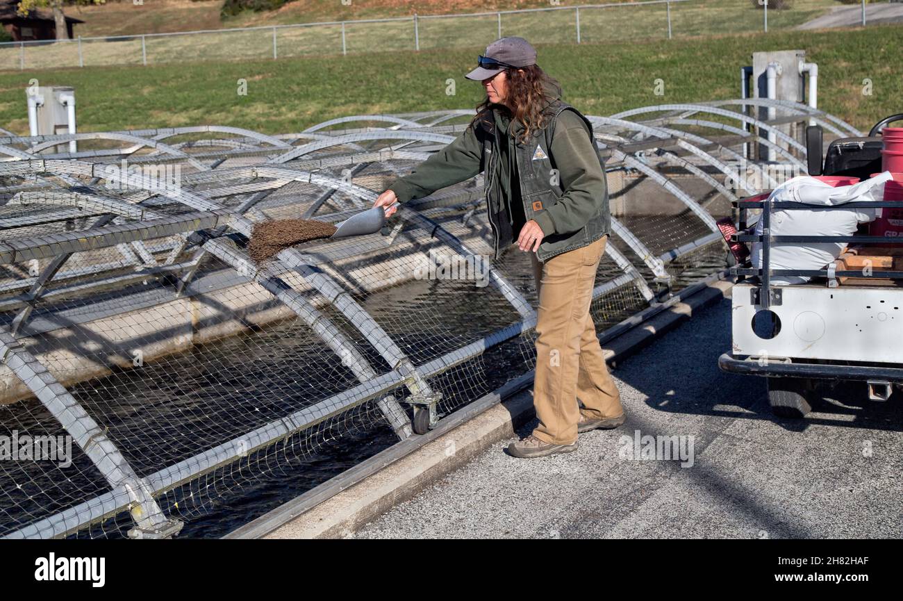 Techniker, der die Fingerlinge in der Rennstrecke füttert, Shepherd of the Hills Fish Hatchery, Conservation Center. Stockfoto