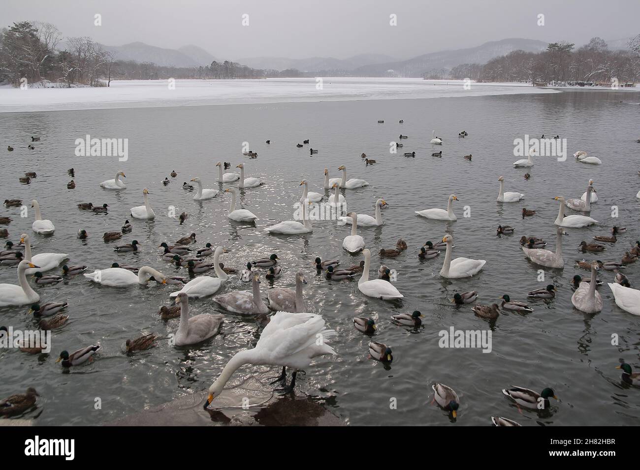 Viele Schwäne und andere Vögel ruhen in einem von Schnee und Eis umgebenen See in einer Winterlandschaft Stockfoto