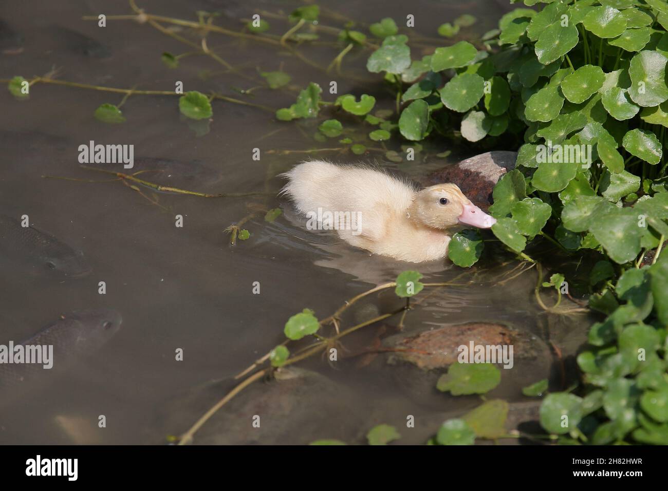 Kleine braune enten Fotos und Bildmaterial in hoher Auflösung Alamy
