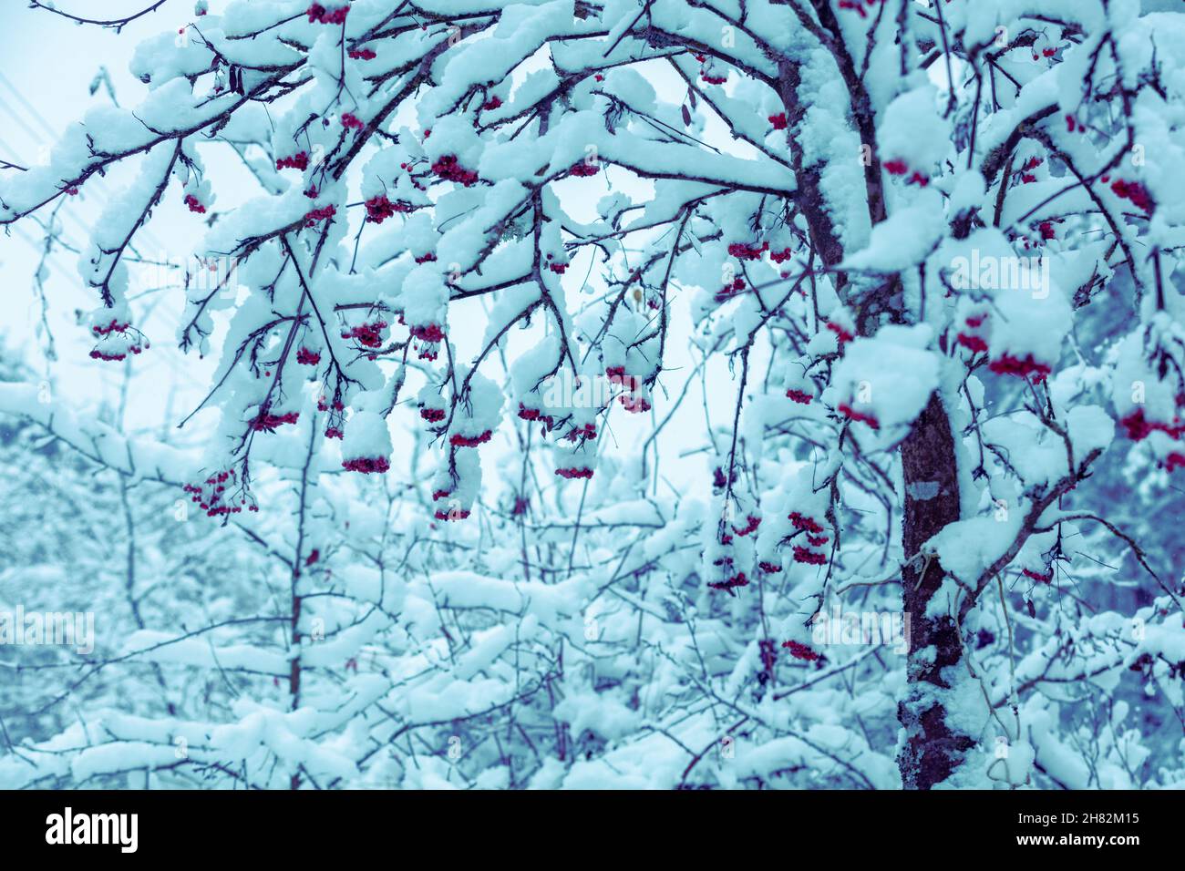 Verschneiten Wald im Winter nach einem Schneefall. Rowan Baum bedeckt mit Schnee Stockfoto