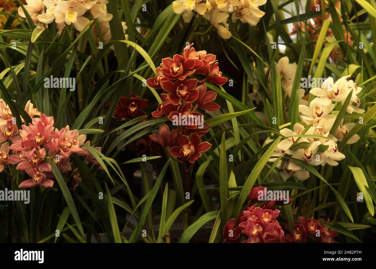 TÖPFE MIT VERSCHIEDENEN CYMBIDIUM HYBRID ORCHIDEEN. Stockfoto