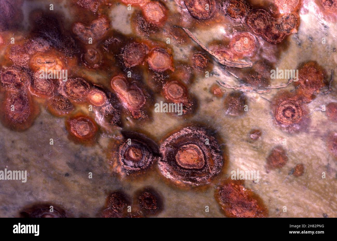 ANTHRACNOSE (COLLETOTRICHUM ORBICULARE) AUF KÜRBIS (GURKEN) GUT ENTWICKELTE FLECKEN. Stockfoto