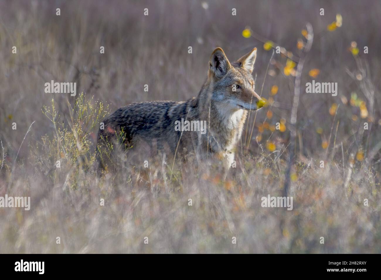 Coyote (Canis latrans) steht in hohem Präriegras Stockfoto