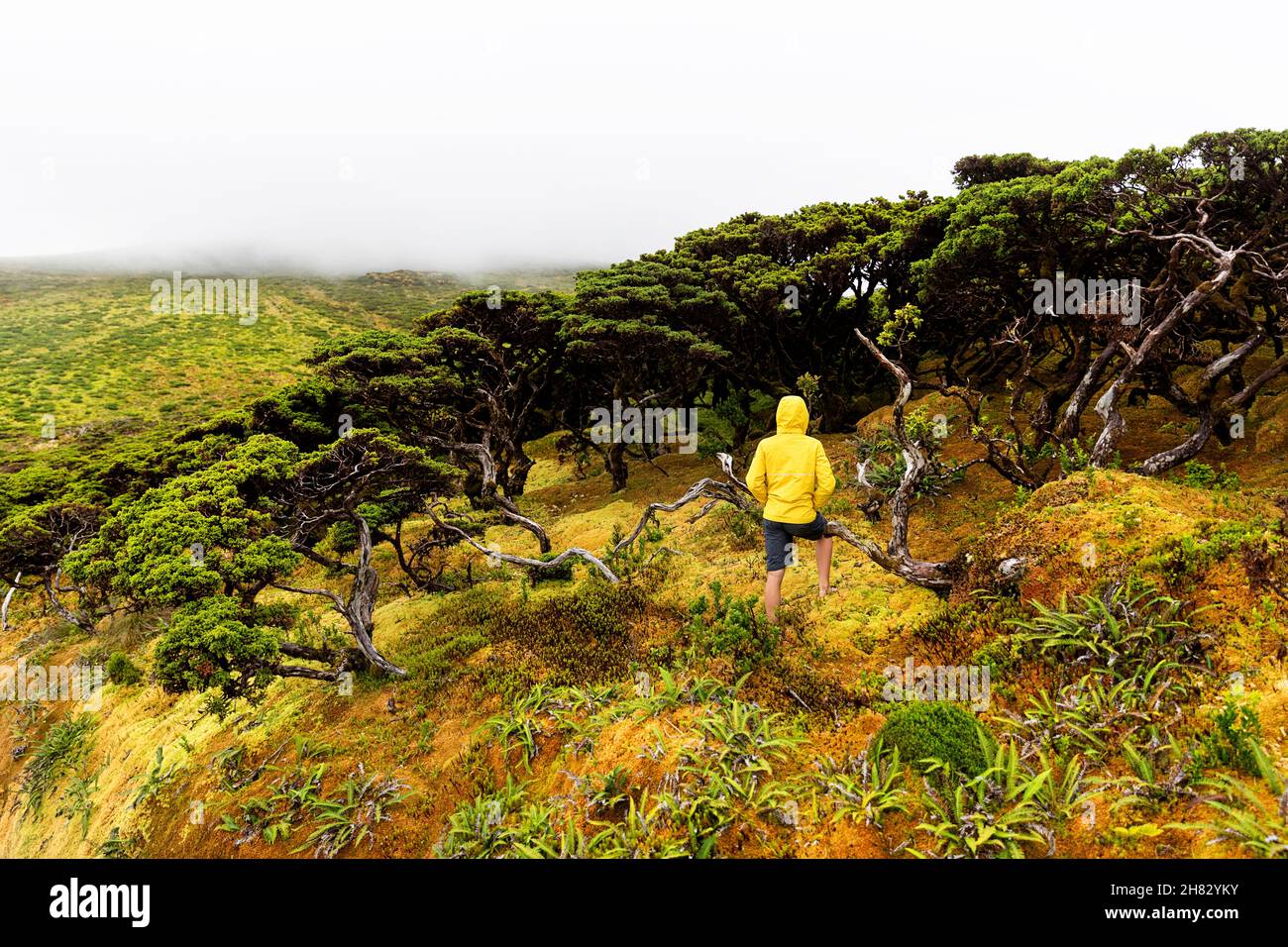 Rückansicht eines Jungen mit Händen in den Taschen, der Erica azorica-Bäume, Flores, Azoren, Portugal, betrachtet Stockfoto