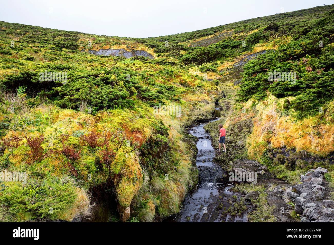 Junge zu Fuß durch einen kleinen Fluss in der Landschaft voller Azoren Heide Bäume, Farne und Verflüssigung auf dem nördlichen Teil von Flores, azoren, Portugal Stockfoto