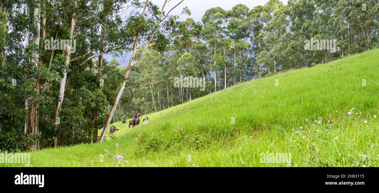 Elefanten von Munnar Stockfoto