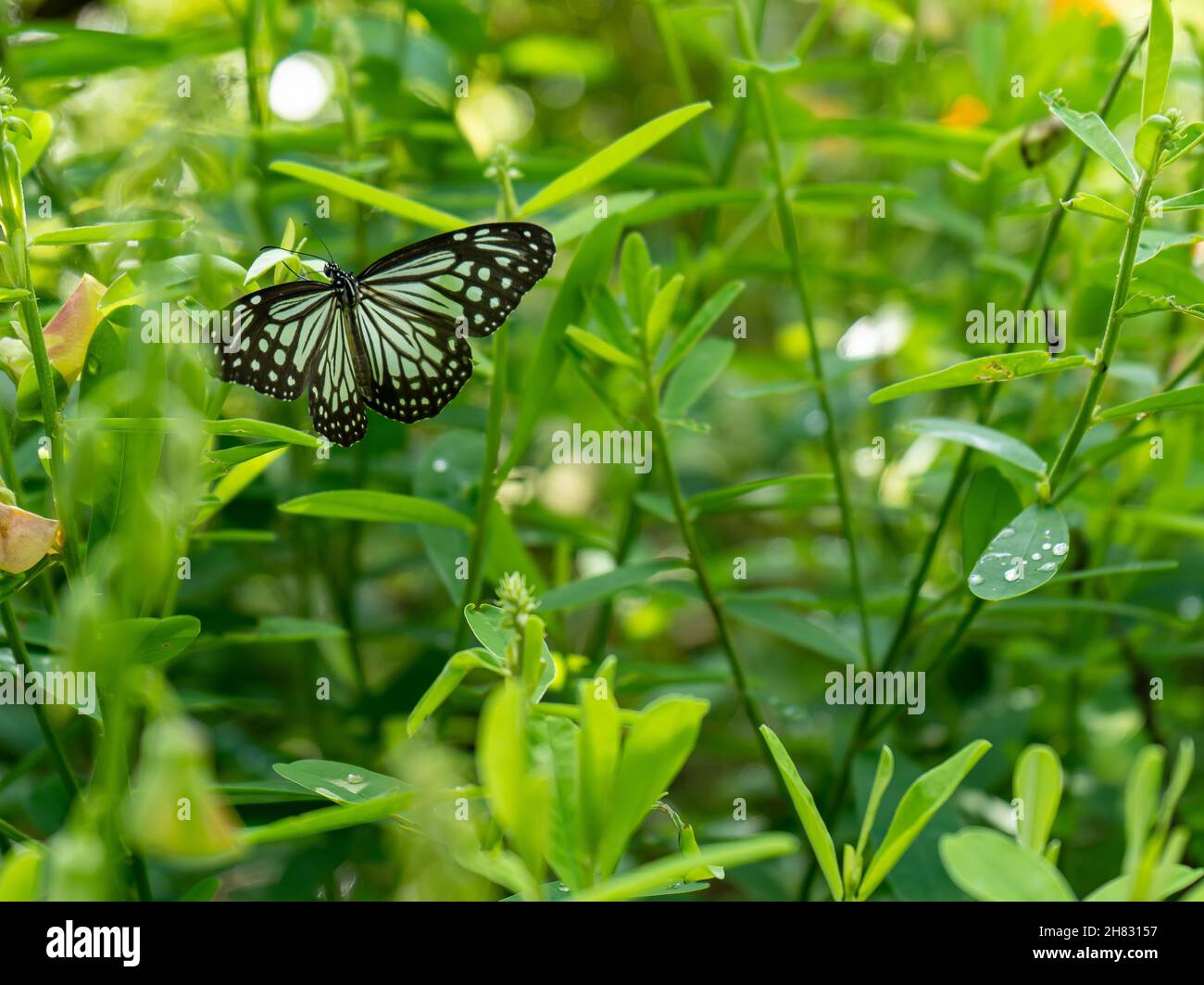 Schmetterling Stockfoto