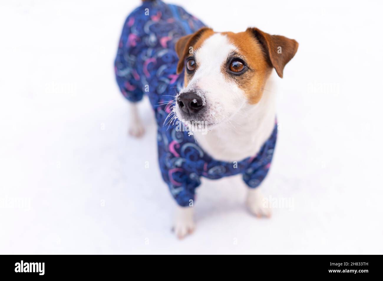 Kleiner Hundebube russell Terrier in einem blauen Jumpsuit auf einem Hintergrund aus weißem Schnee. Porträt eines lustigen Hündchen in einem Anzug, Nahaufnahme gekleidet. Schützen Sie Haustiere Stockfoto