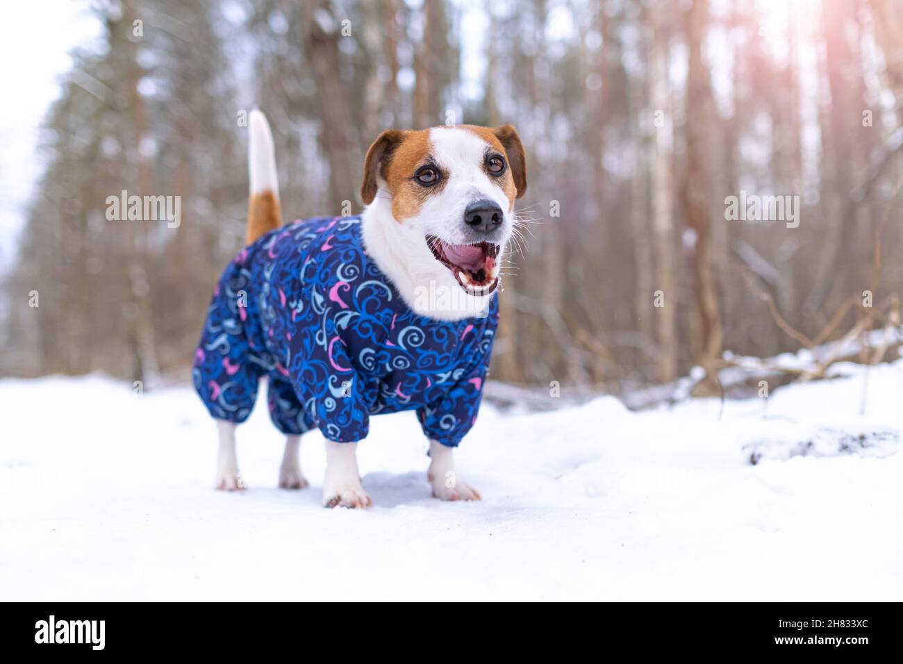 Hund Jack Russell Terrier in einem blauen Overall steht, schaut und lächelt mit offenem Mund auf die Kamera in einem Snowpark für einen Spaziergang. Porträt eines lustigen Stockfoto