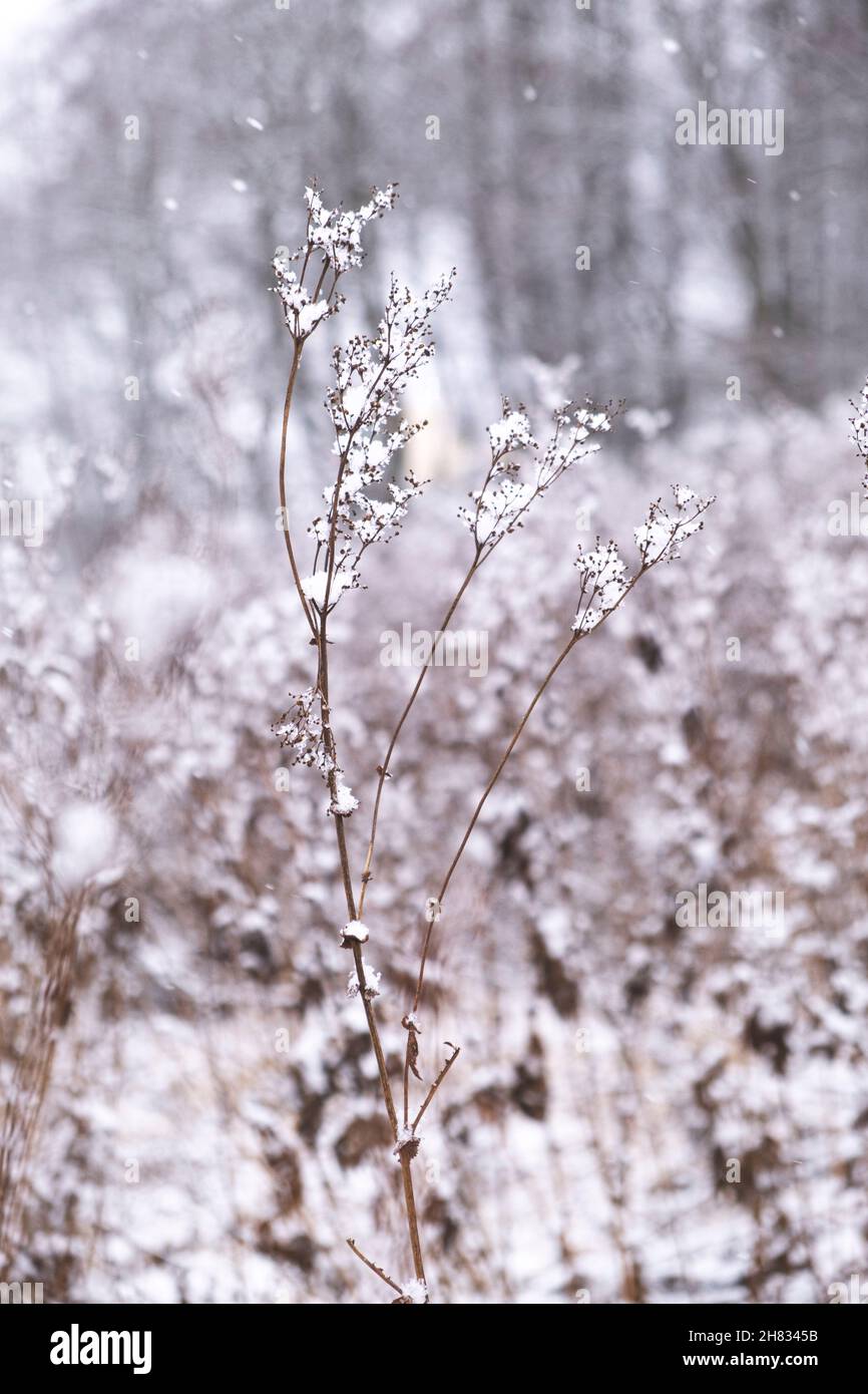 Zarte getrocknete Blüten im Frost in Sepia-Tönen. Weiches Wintermorgendlicht im Dunst. Vertikales Naturplakat in Brauntönen. Speicherplatz kopieren. Stockfoto