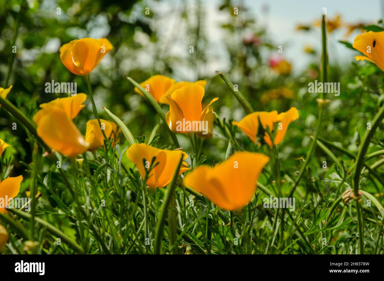 Kalifornischer Mohn blüht in einem Garten. Stockfoto