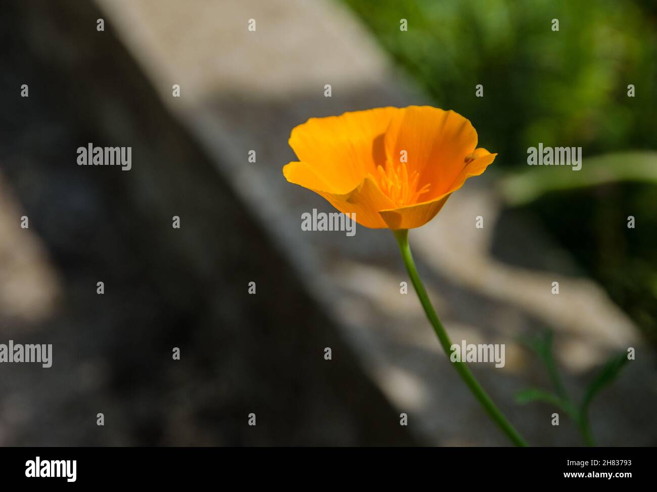 Kalifornischer Mohn blüht in einem Garten. Stockfoto