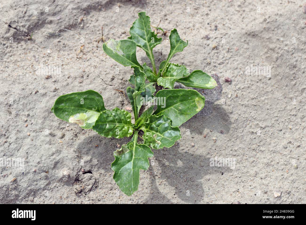 Zuckerrübenbergmann Pegomya betae hyoscyami auf Zuckerrübenblättern. Es ist ein gefährlicher Schädling von Zucker, Futter und roten Rüben. Stockfoto