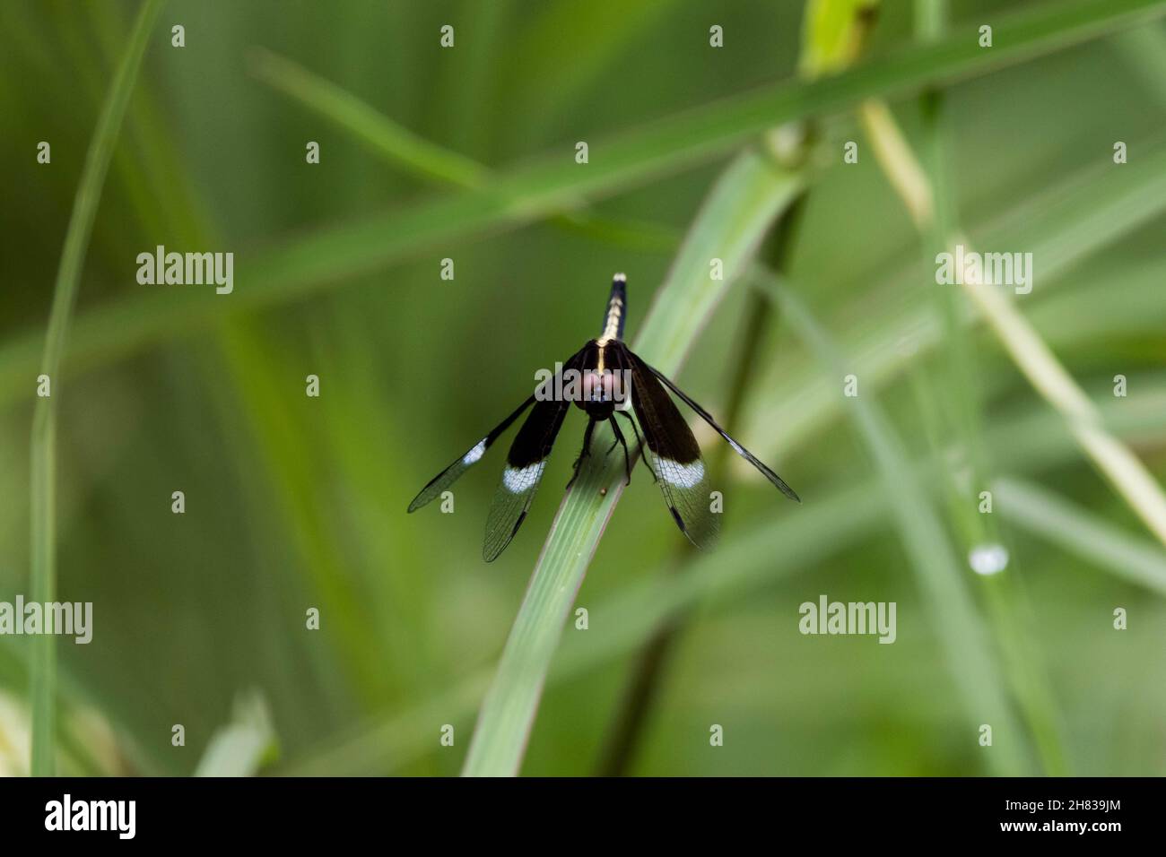 Eine Ansicht einer schwarzen Libelle, die auf einem Blatt sitzt. Stockfoto