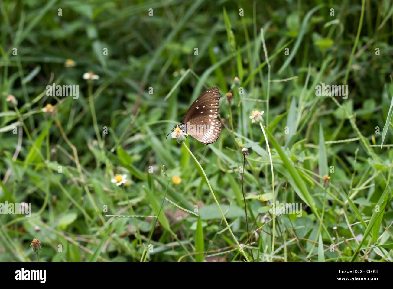 Ein Blick auf einen braunen und weißen Schmetterling. Stockfoto