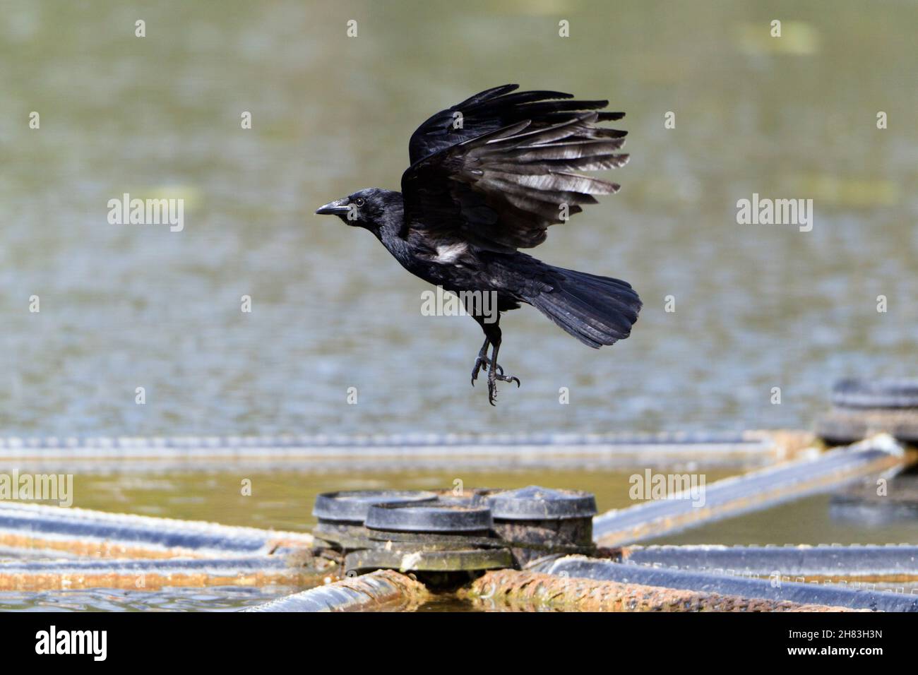Aaskrähe, (Corvus corone), im Flug über den See, Niedersachsen, Deutschland Stockfoto