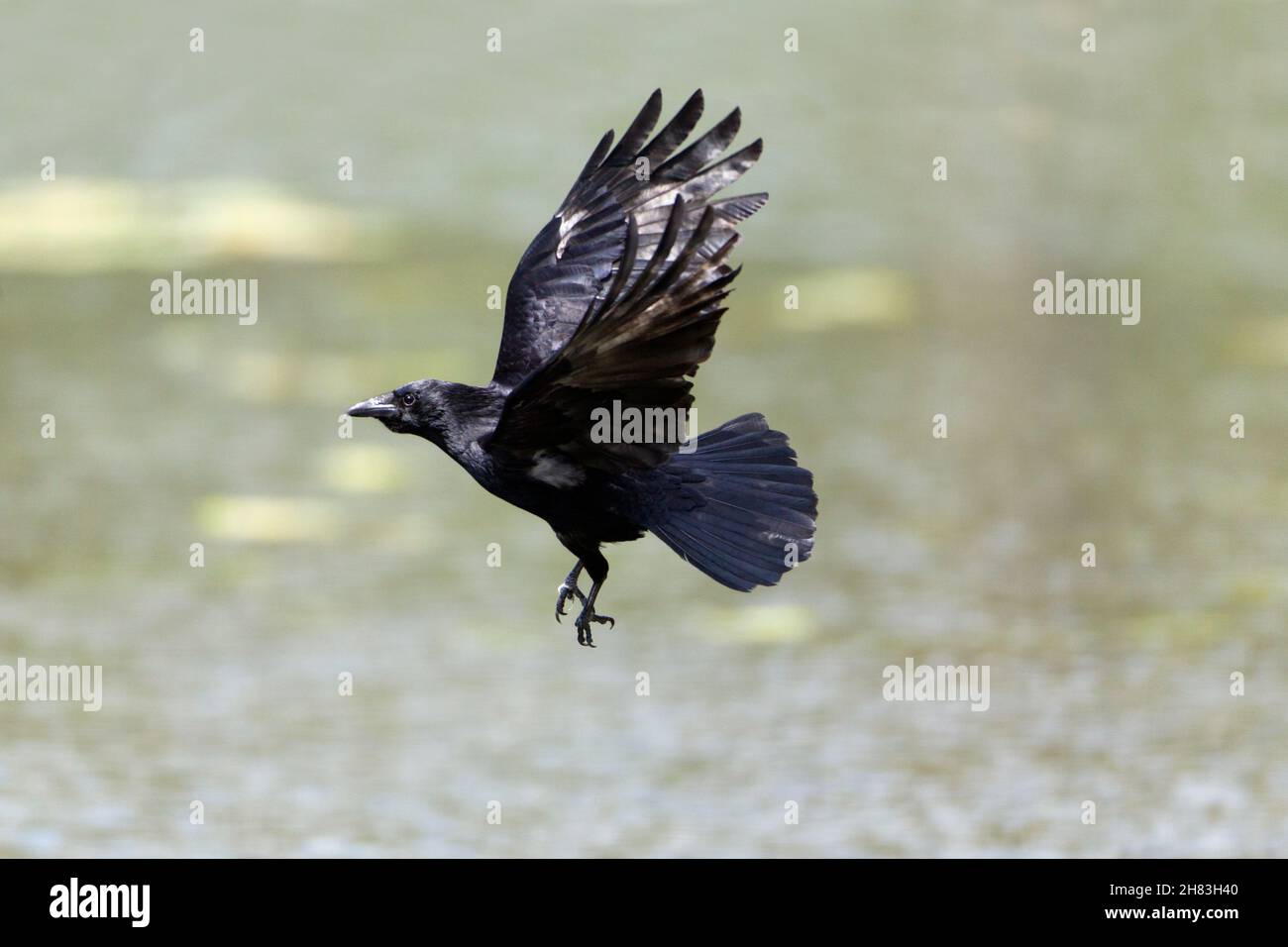 Aaskrähe, (Corvus corone), im Flug über den See, Niedersachsen, Deutschland Stockfoto