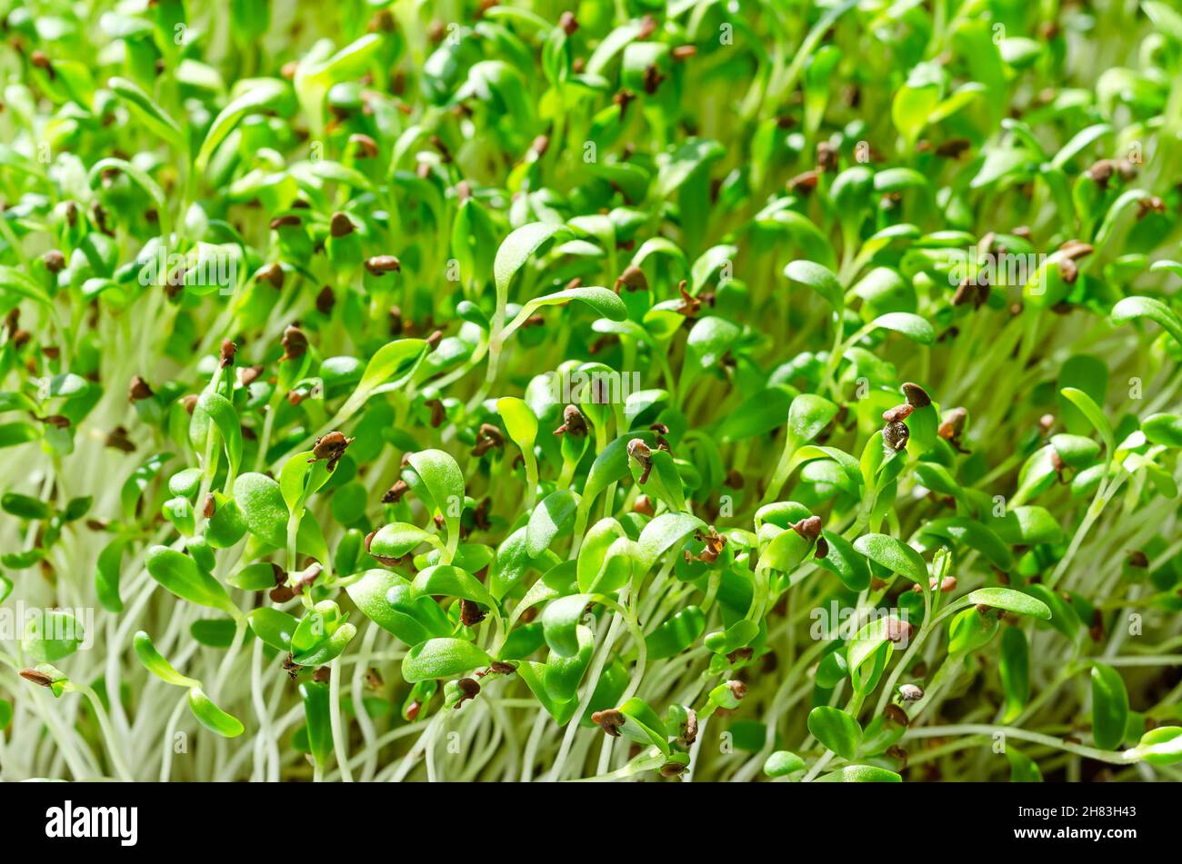 Luzerne-Mikrogrüns aus nächster Nähe. Frische und junge luzerner Sämlinge, Medicago sativa, im Sonnenlicht. Grüne Triebe, junge Pflanzen und Sprossen. Hülsenfrüchte. Stockfoto