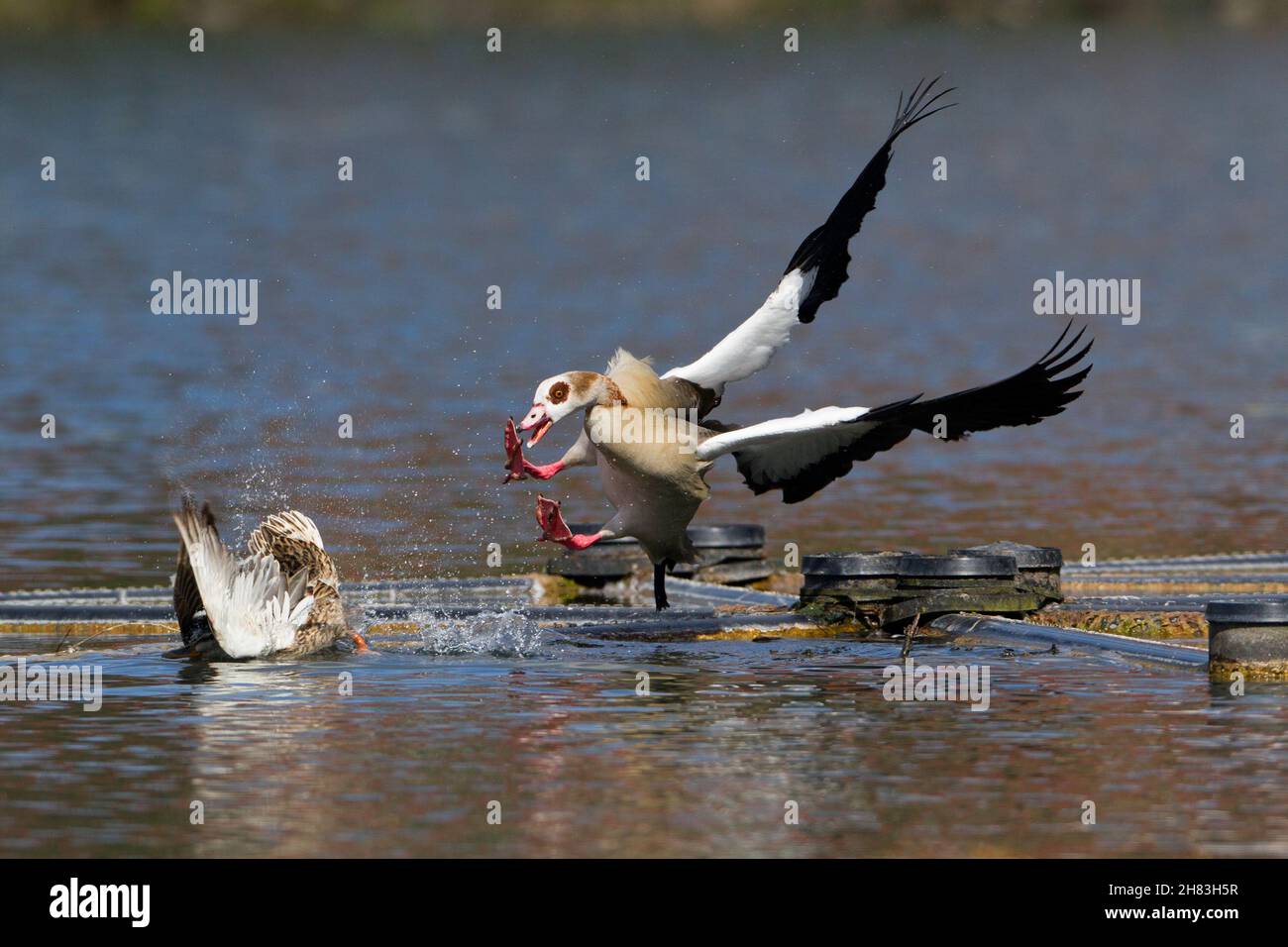 Ägyptische Gans (Alopochen aegyptiaca), im Flug, Angriff auf eine Ente auf See, Niedersachsen, Deutschland Stockfoto