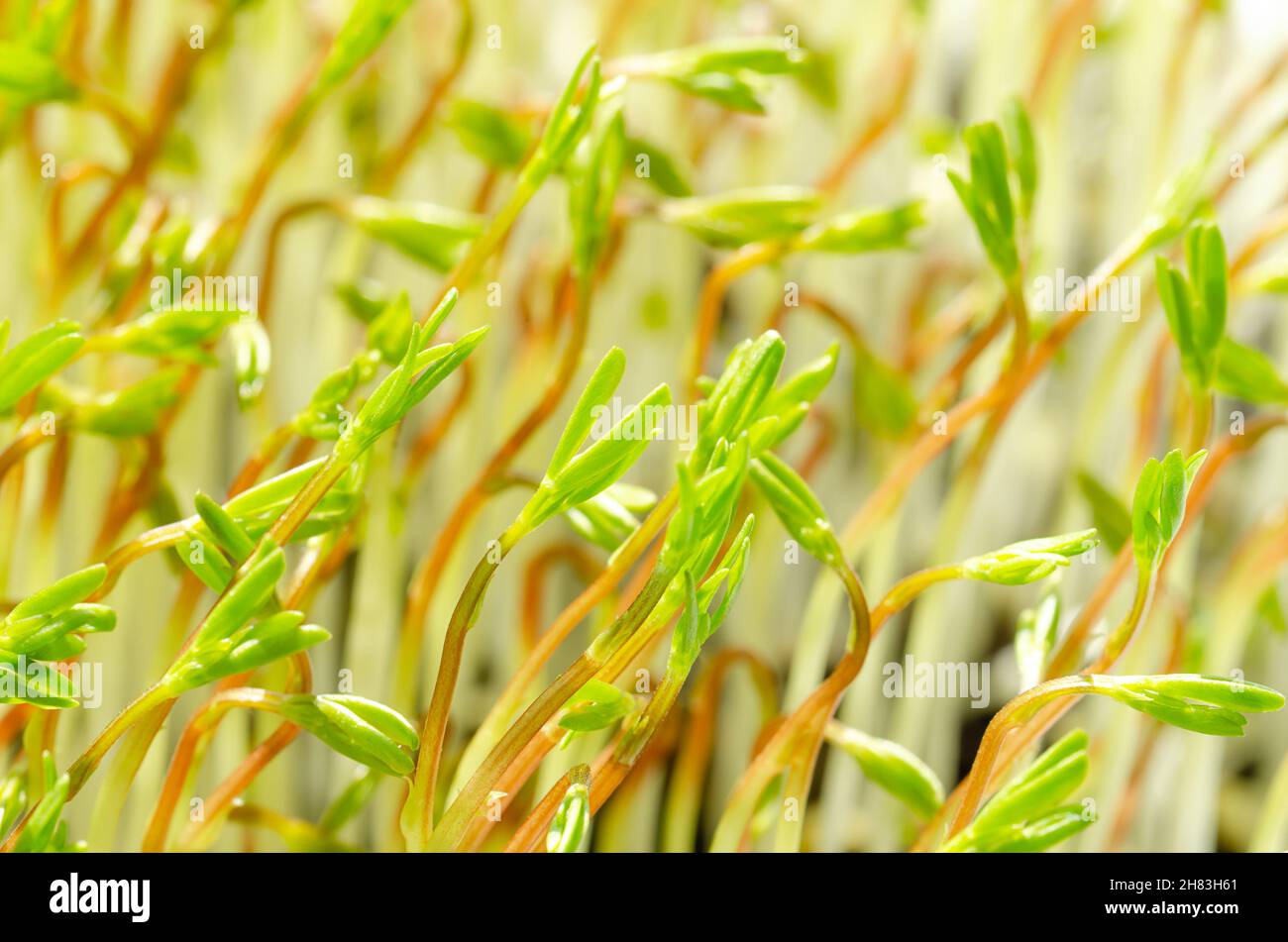 Beluga Lentil Microgreens, Vorderansicht, Nahaufnahme. Frische Sämlinge von schwarzen Linsen, Lens culinaris, junge Pflanzen und Triebe von Indianhead Linsen. Stockfoto