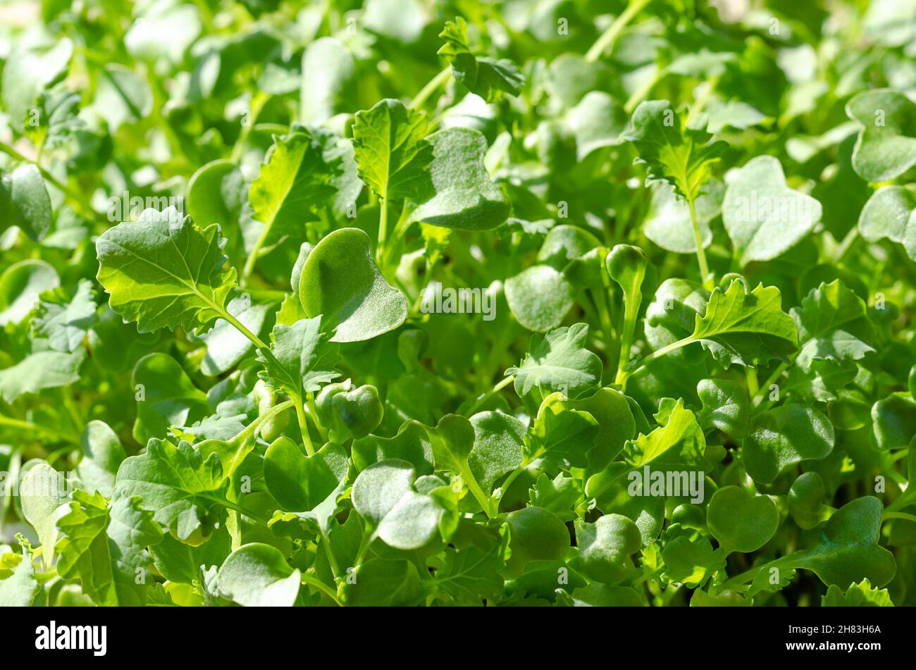 Grünkohl, von oben, Nahaufnahme. Frische Sämlinge und wachsende grüne Triebe von Blattkohl, Brassica oleracea var. sabellica. Stockfoto