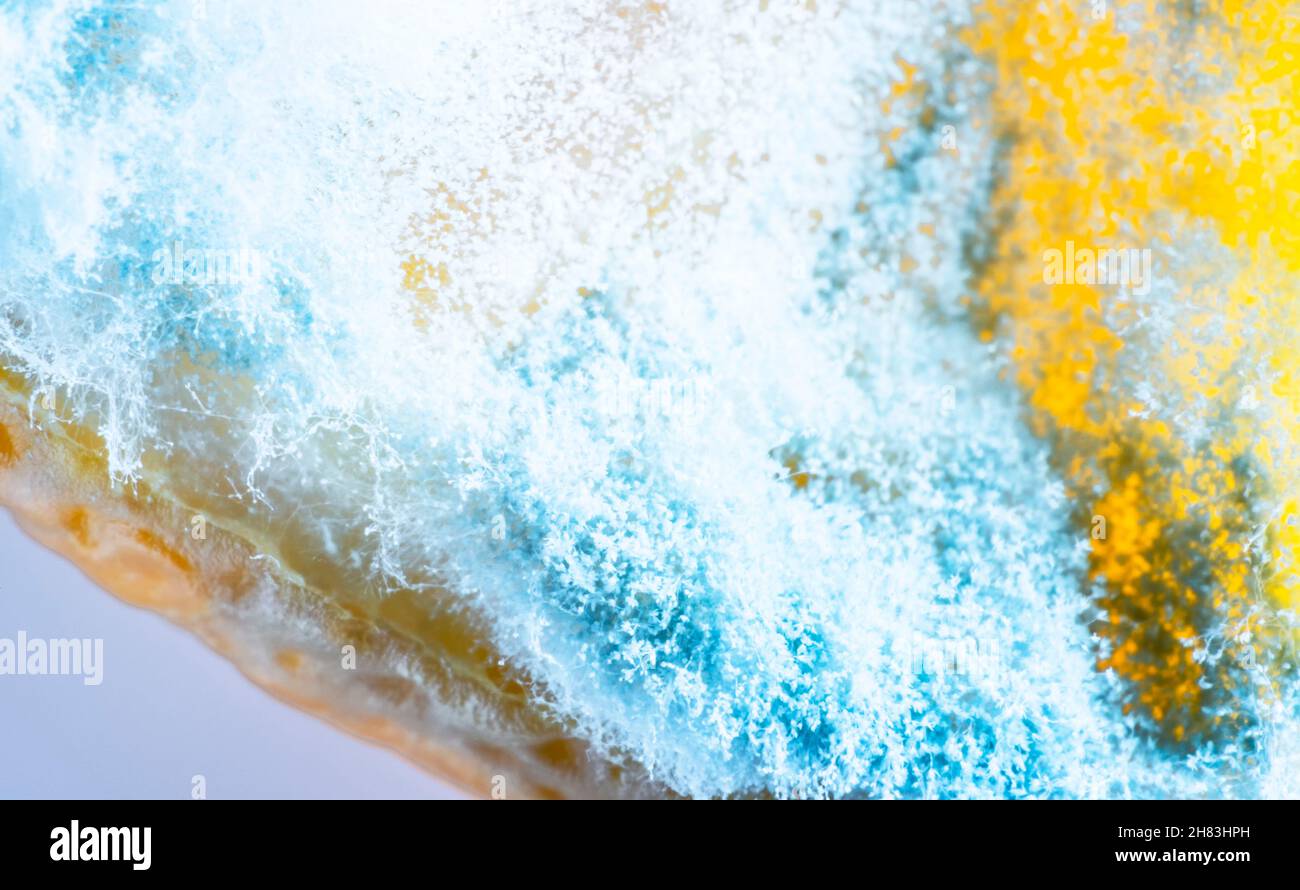 Blau und weiß schöner Schimmel auf einer Scheibe Zitrone, ascomycetous Pilze Penicillium Stockfoto