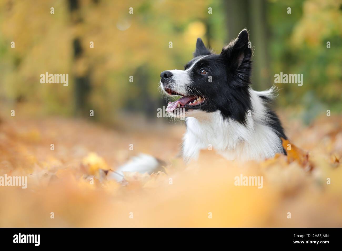 Schwarze und weiße Borte Collie Dog liegt im Herbst in bunten Blättern. Liebenswert Haustier suchen in der Natur während der Herbstsaison verlassen. Stockfoto