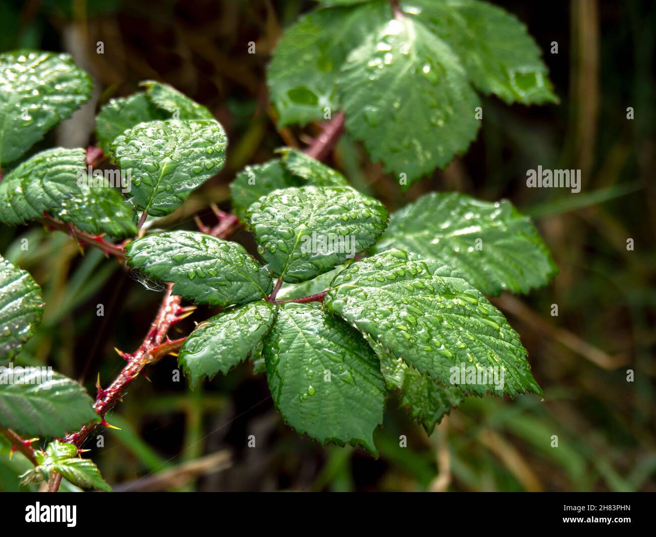 Nach dem Duschen in einer Hecke hinterlässt die nasse Brombeere Stockfoto