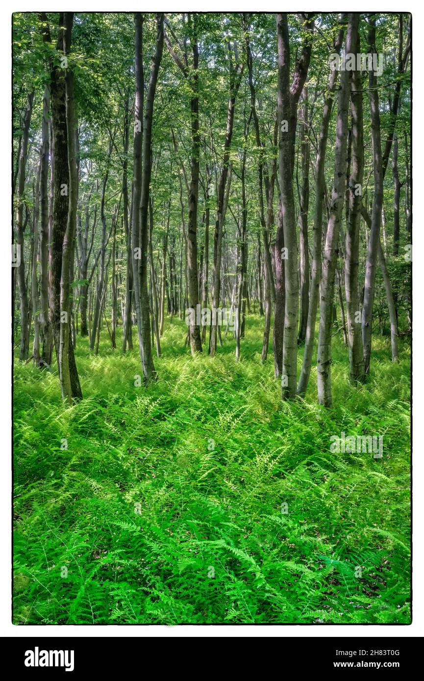 Hoch geschossene Bäume mitten in einem Wald. Stockfoto