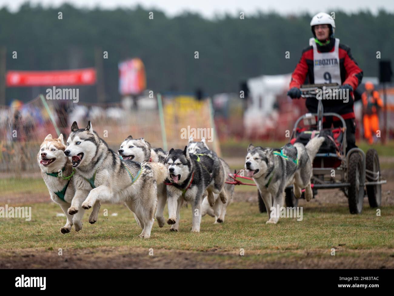 Klaistow, Deutschland. 27th. November 2021. Hunde ziehen im Rahmen eines Schlittenhunderennens mit einem sogenannten Musher einen Wagen. Mehr als 400 Schlittenhunde verschiedener Rassen aus ganz Europa werden von 26.11.2021 bis 18.11.2021 ihre Geschwindigkeit, Kraft und Ausdauer unter Beweis stellen. Quelle: Monika Skolimowska/dpa-Zentralbild/dpa/Alamy Live News Stockfoto