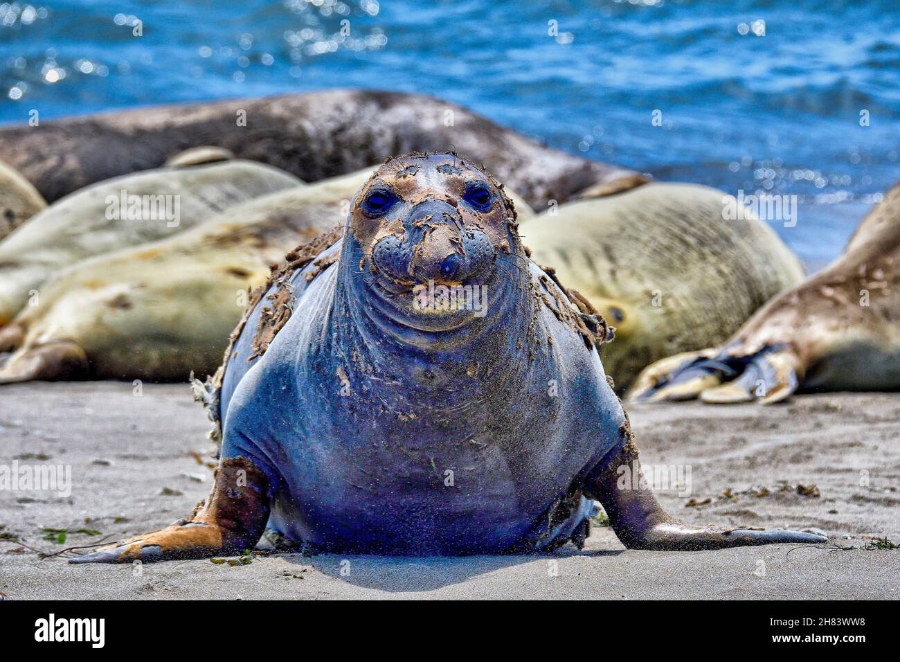 Nördlichen See-Elefanten Stockfoto