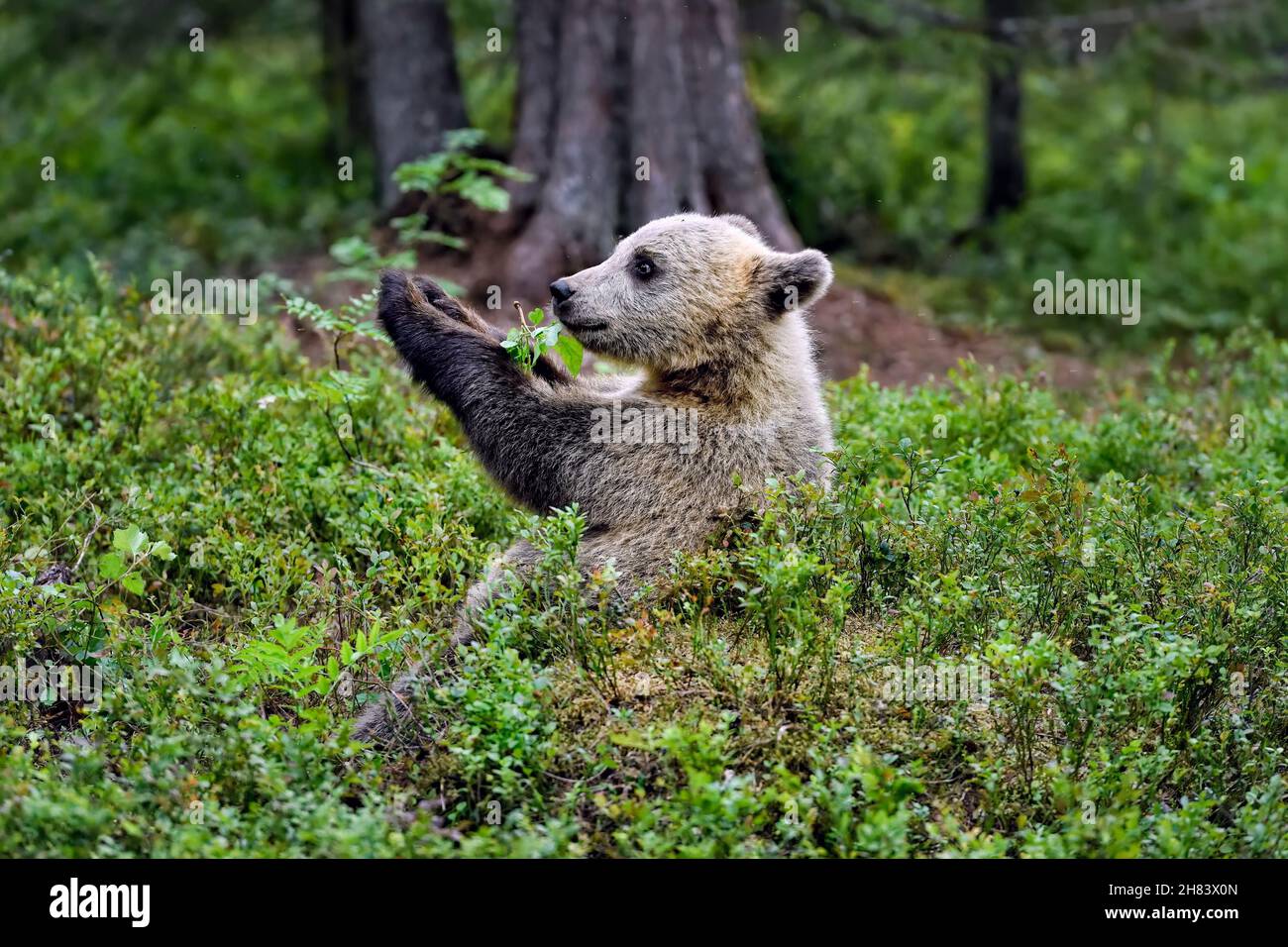 Dieses Bärenjunge ist an einem 'glücklichen Ort'. Stockfoto